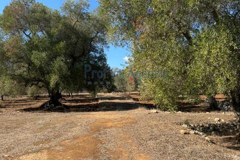 Helårsgrund i Carovigno, Brindisi, Carovigno - € 29.000 | Ref: 122781 - foto 6